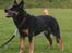 Australsk cattledog Gizmo 