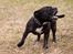 Staffordshire bull terrier R.I.P.: (Engelsk) DKCH, SUCH Taz - Billed taget af TosaFoto. Gå væk siger jeg jo....