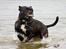 Staffordshire bull terrier R.I.P.: (Engelsk) DKCH, SUCH Taz - Billed taget af TosaFoto