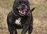 Staffordshire bull terrier R.I.P.: (Engelsk) DKCH, SUCH Taz - Billed taget af TosaFoto
