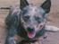 Australsk cattledog Dinky