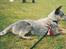 Australsk cattledog Dinky