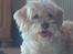 Blanding af racer perle {R.I.P min <3 :'(}