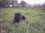 Labrador retriever Buddy - Hvad i?