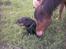 Labrador retriever Buddy - (Naggur) jeg tror du minsandten har ret!