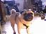 Mops Albert