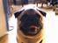 Mops Albert