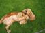 Cocker spaniel Bella - en legesyg hund