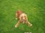 Cocker spaniel Bella - vuf