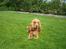 Cocker spaniel Bella