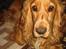 Cocker spaniel Bella - bella elsker at ligge under bordet