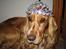 Cocker spaniel Bella - leger prinsesse