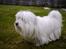 Coton de tulear *~Tut~*