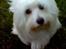 Coton de tulear *~Tut~*