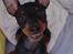 Dvaergpinscher Rødkildes Shorty - Her er jeg!