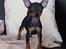 Dvaergpinscher Rødkildes Shorty - Baby Shorty 1 (8 uger gammel)