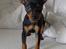 Dvaergpinscher Rødkildes Shorty - Baby Shorty 2 (8 uger gammel)