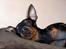 Dvaergpinscher Rødkildes Shorty - På besøg i Kbh hos min kæreste... Prinsesse Kahlúa som havde fødselsdag:o) 2007