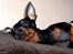 Dvaergpinscher Rødkildes Shorty - Du har fanget mig fra min bedste side Sascha;o)