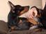 Dvaergpinscher Rødkildes Shorty - Hey mor bliv lige ved med at nusse... Jeg sagde da ikke stop!