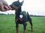 Dvaergpinscher Rødkildes Shorty - Mmmm, smager godt!