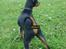 Dvaergpinscher Rødkildes Shorty - Når enden er god er alting godt :-)