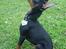 Dvaergpinscher Rødkildes Shorty