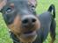 Dvaergpinscher Rødkildes Shorty - Hvad er der??