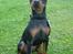 Dvaergpinscher Rødkildes Shorty - Smil til fotografen :-)