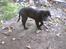 Labrador retriever cosmo