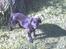 Labrador retriever cosmo