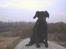 Labrador retriever cosmo