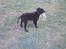 Labrador retriever cosmo