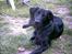 Labrador retriever cosmo - Jeg ved godt jeg er meget dejlig!!!