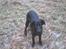 Labrador retriever cosmo - Hold da kæft en idiot!!
