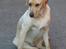 Labrador retriever Kikki - Meeget fotogen;) ..