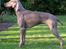 Weimaraner Asti - Asti maj 2005