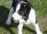 Blanding af racer Bella R.I.P. - Lille bitte mig.... :0)