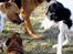Blanding af racer Bella R.I.P. - Hundetræf 10.02.2007 Kirkendrup - Feike giver ordre til Chivas, Simba og Bella.. :0)
