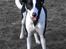 Blanding af racer Bella R.I.P. - Hundetræf d. 10.02.2007 Kirkendrup