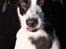 Blanding af racer Bella R.I.P. -  Tosafoto