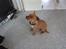 Staffordshire bull terrier (engelsk)Ginger <3 <3 <3 R.I.P <3 <3 <3