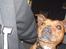 Staffordshire bull terrier (engelsk)Ginger <3 <3 <3 R.I.P <3 <3 <3 - er jeg ikke bare dejlig???