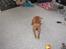 Staffordshire bull terrier (engelsk)Ginger <3 <3 <3 R.I.P <3 <3 <3
