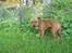 Staffordshire bull terrier (engelsk)Ginger <3 <3 <3 R.I.P <3 <3 <3