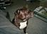 Staffordshire bull terrier (engelsk)Ginger <3 <3 <3 R.I.P <3 <3 <3 - det er den dejlige set