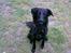 Labrador retriever cosmo