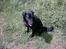 Labrador retriever cosmo