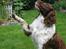 Engelsk springer spaniel Twister F.T. "R.I.P" - Vinker