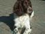 Engelsk springer spaniel Twister F.T. "R.I.P" - dagdrømmer lidt
